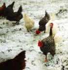 Chicken picture, hens in snow
