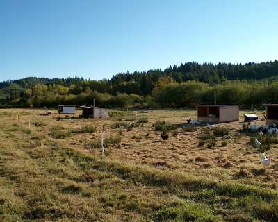 Our chicken pasture at Norton Creek Farm