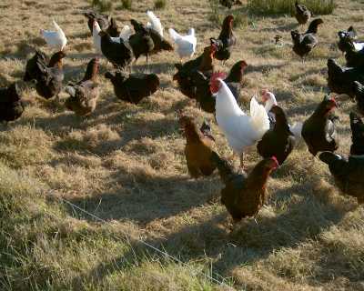 Free-range hens on pasture at Norton Creek Farm