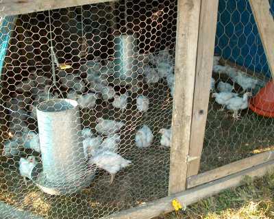 Grass-fed broilers at Norton Creek Farm, Corvallis Oregon