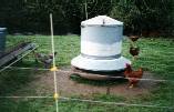 chicken range feeder