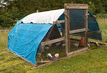 Cheap Chicken Coop is a Good Chicken Coop