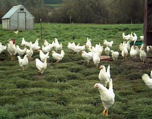 White Leghorn hens on free range