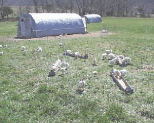 Arkansas hoophouse