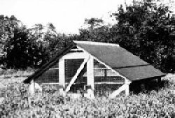Chicken coop: summer shelter