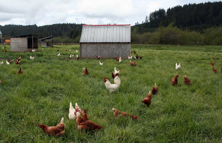 Cedar Acres Coop!  BackYard Chickens - Learn How to Raise Chickens