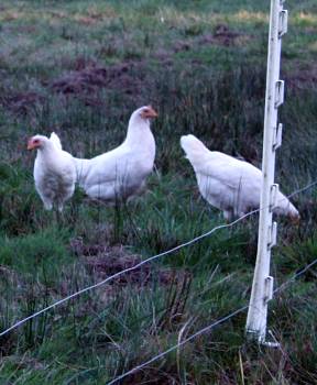 Chicken Wire Fence for Feeding Poultry, Protecting Plants, Prevent Animals