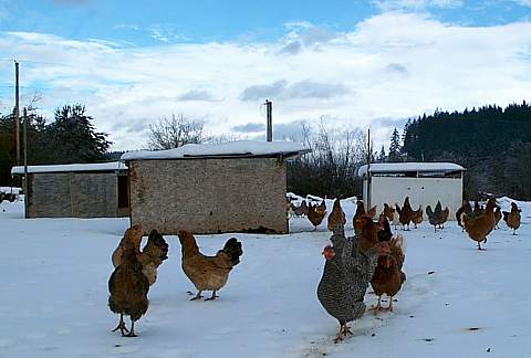 FAQ: Egg Washing - Robert Plamondon's Rural Life